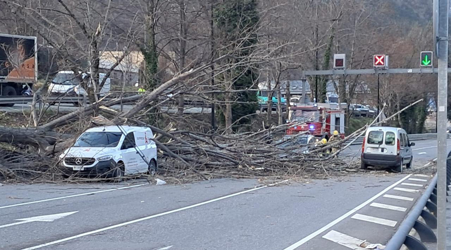 L'arbre caigut a la calçada i els vehicles afectats