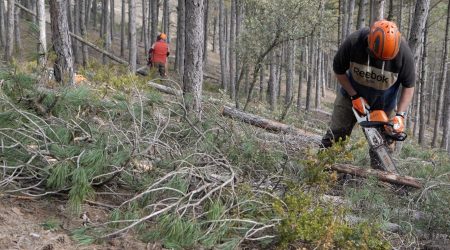 Integra Pirineus posa en marxa diverses actuacions de gestió forestal sostenible al bosc de les Moreres