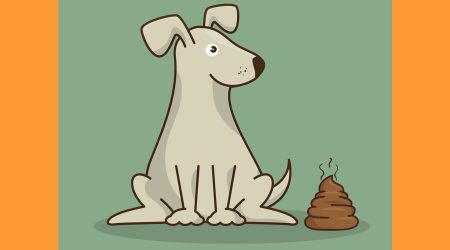 Els excrements d'animals a la via pública sovint generen problemes de convivència