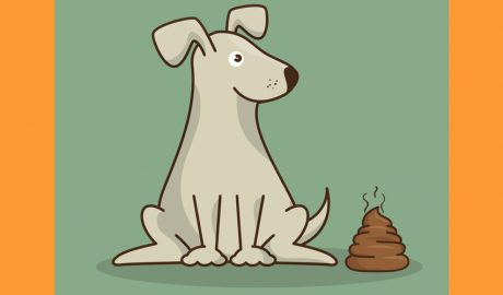 Els excrements d'animals a la via pública sovint generen problemes de convivència