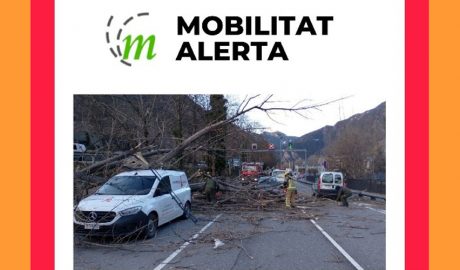 L'arbre de grans dimensions està tallant la via