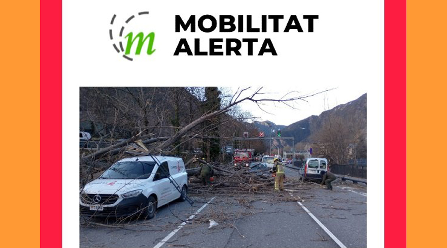 L'arbre de grans dimensions està tallant la via (Mobilitat)