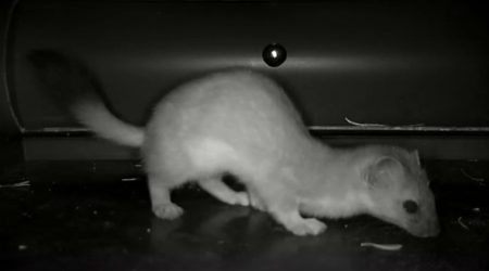 Un exemplar d'ermini