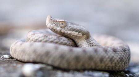 Un exemplar d'escurçó ibèric