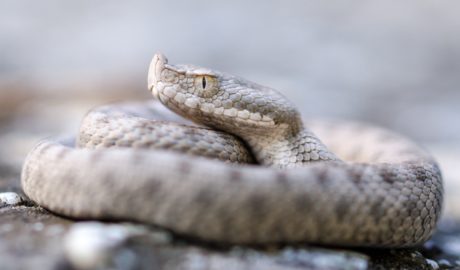 Un exemplar d'escurçó ibèric