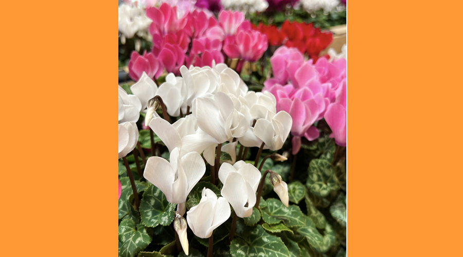 Hi ha plantes que ofereixen flors acolorides durant la tardor