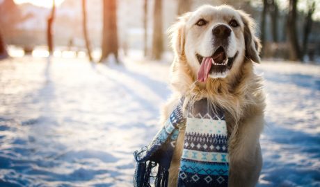 Un gos en un paisatge nevat