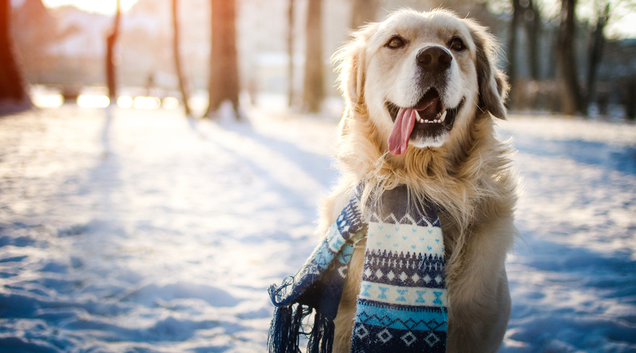 Un gos en un paisatge nevat