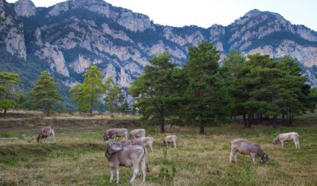 Un paisatge pirinenc amb bestiar pasturant
