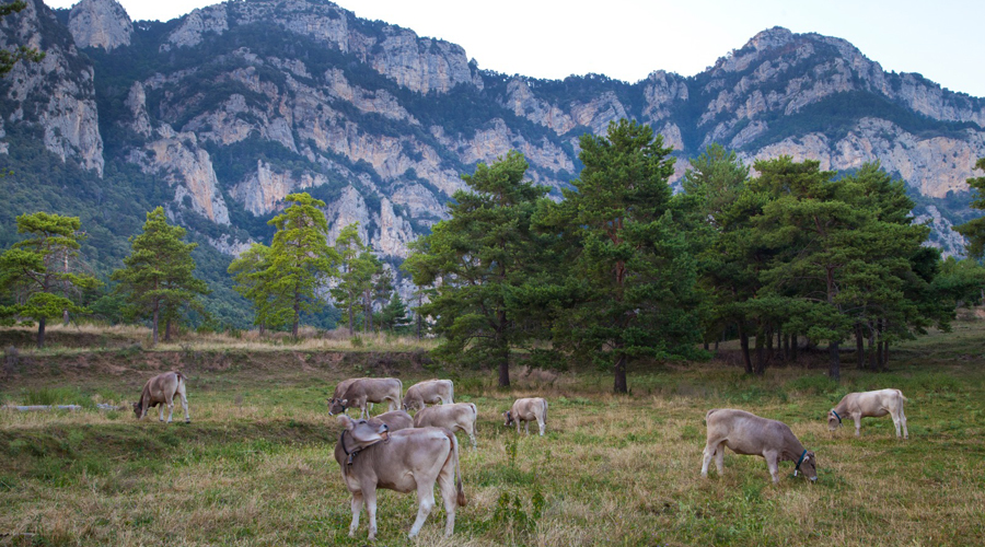 Un paisatge pirinenc amb bestiar pasturant