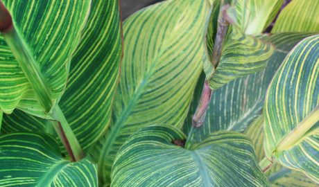 Una planta d'estil exòtic