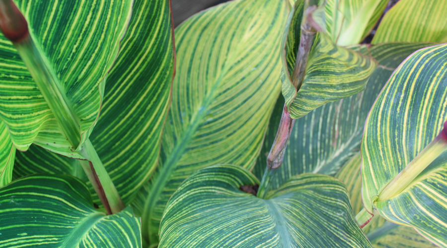 Una planta d'estil exòtic