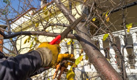 Una persona podant un arbre