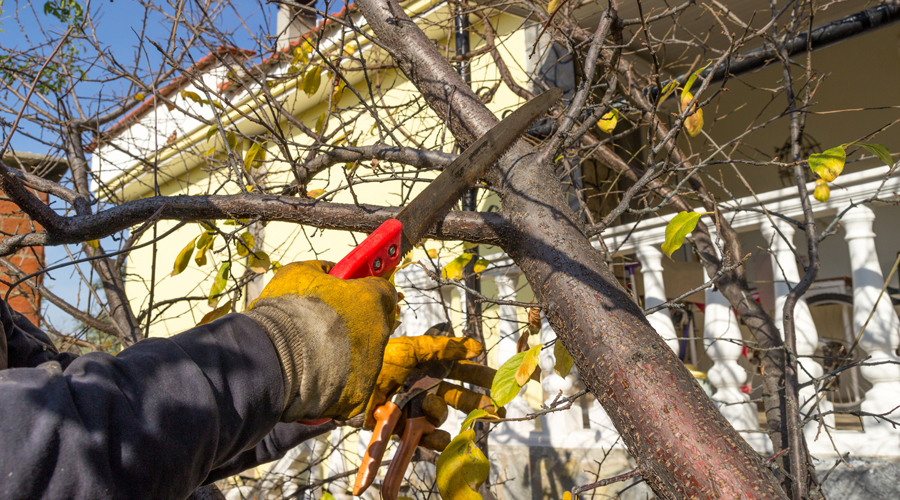 Una persona podant un arbre