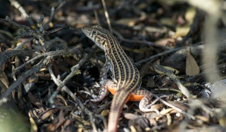 Un exemplar de sargantana cua-roja