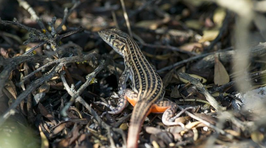 Un exemplar de sargantana cua-roja