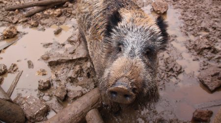 Maggie, un dels senglars que viuen al Zoo del Pirineu després de ser rescatats