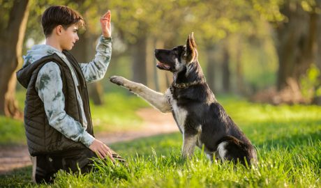 Un nen interactuant amb un gos