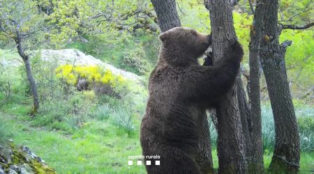 Un dels ossos controlats duran el 2025