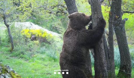 Un dels ossos controlats duran el 2025