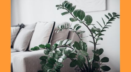 Una planta d'interior