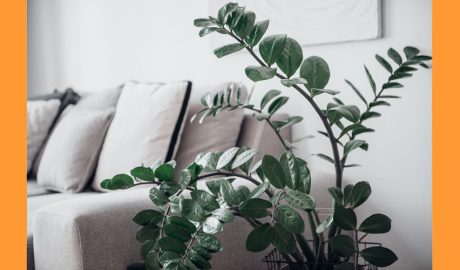 Una planta d'interior