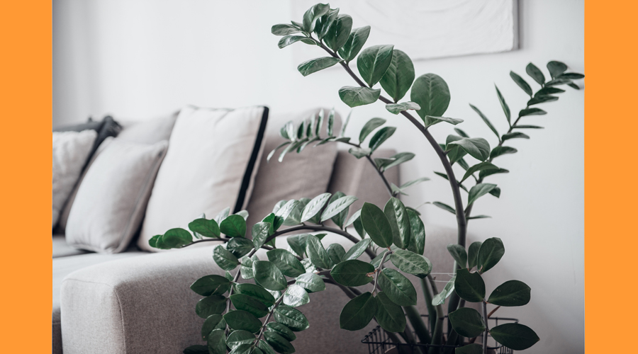 Una planta d'interior