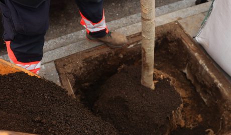 Replantat d'arbres a Escaldes