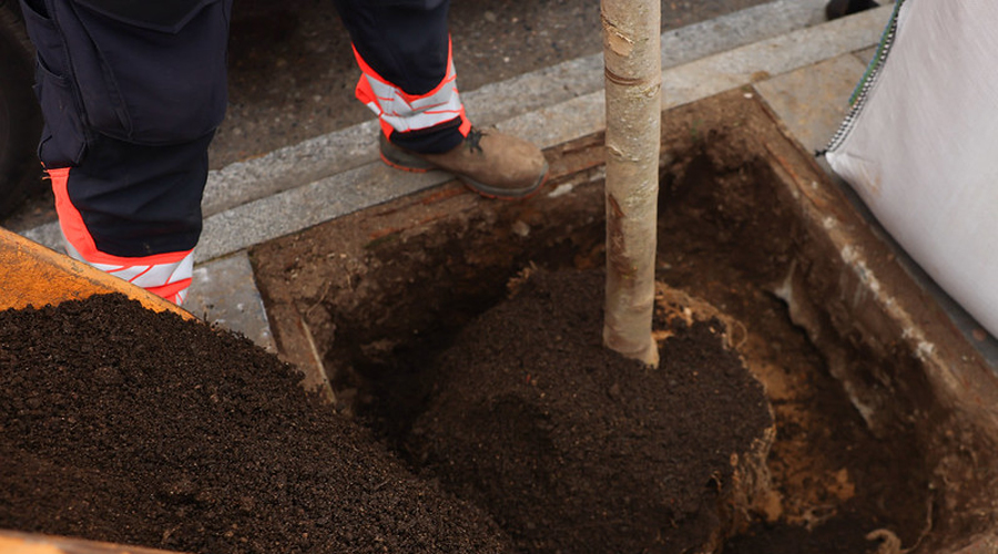 Replantat d'arbres a Escaldes