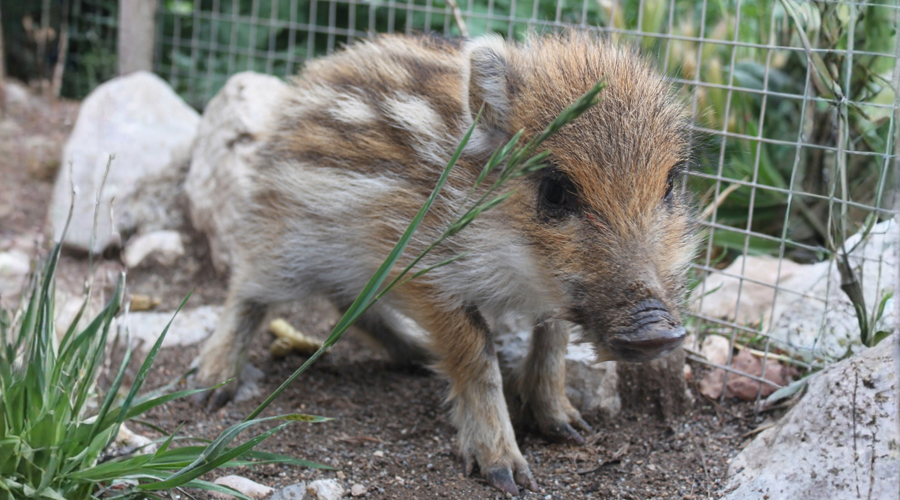 La Porqueta quan era una cria (Zoo del Pirineu)