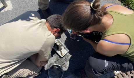 Treball de camp sobre el mosquit tigre