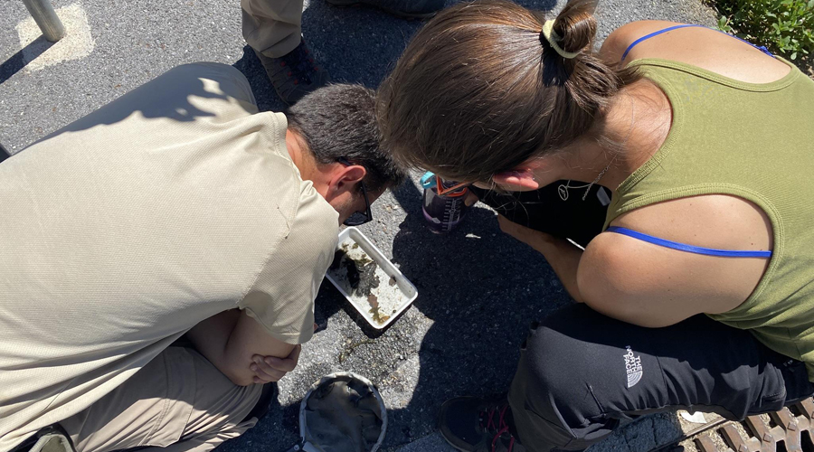 Treball de camp sobre el mosquit tigre