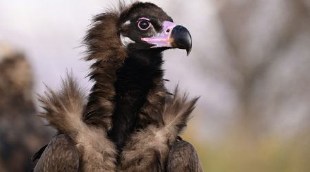 Un exemplar de voltor negre