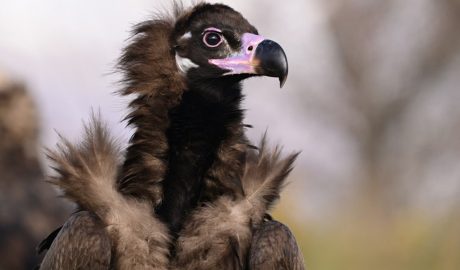 Un exemplar de voltor negre