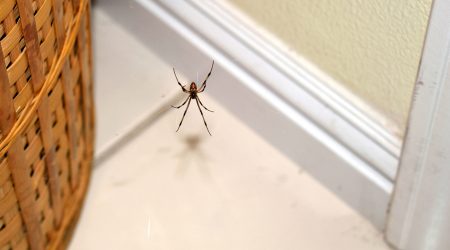 Una aranya en una casa