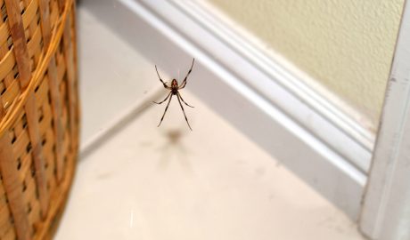 Una aranya en una casa