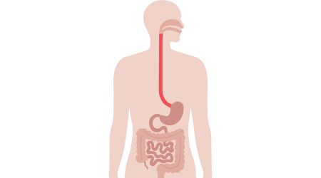 El dibuix d'un cos humà amb alguns dels seus òrgans