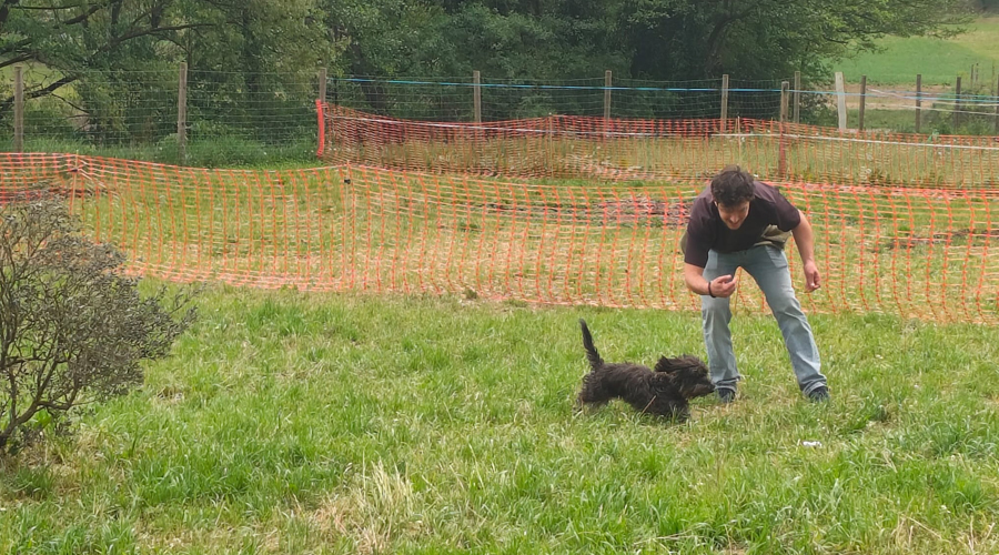 Curs bàsic d’ensinistrament de gossos tofonaires a Bellestar