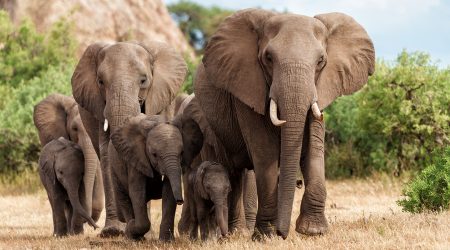 Una manada d'elefants