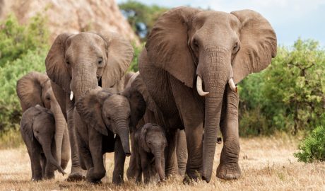 Una manada d'elefants