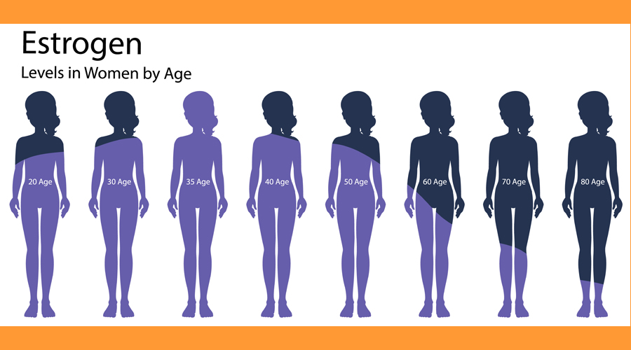 Els estrògens són compostos químics coneguts també com a hormones femenines