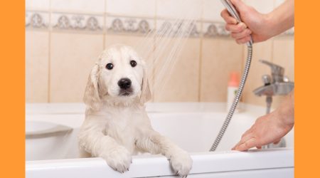 Un gos jove sent banyat