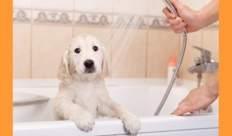 Un gos jove sent banyat