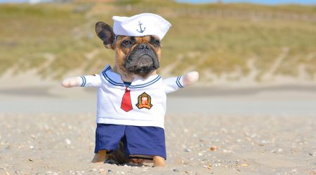Un gos disfressat de mariner