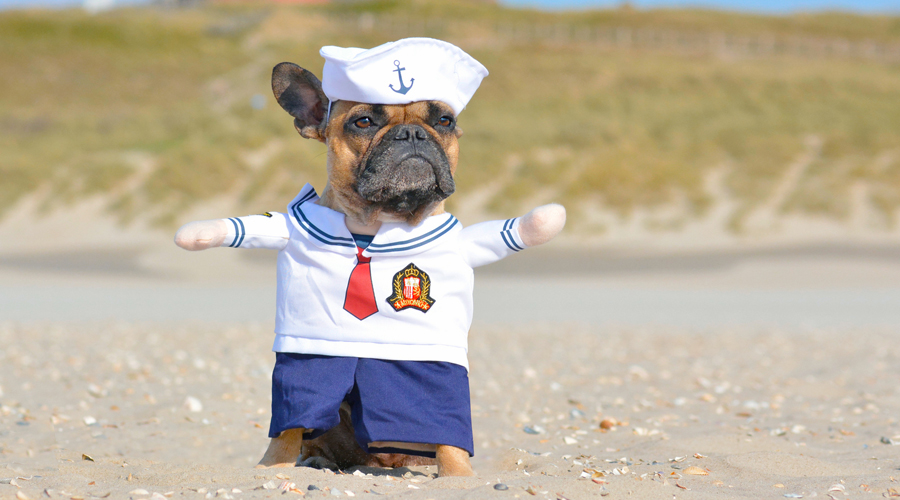 Un gos disfressat de mariner