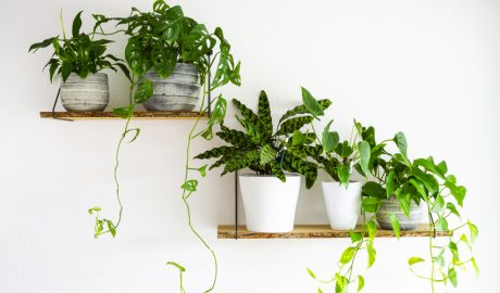 Unes prestatgeries amb plantes