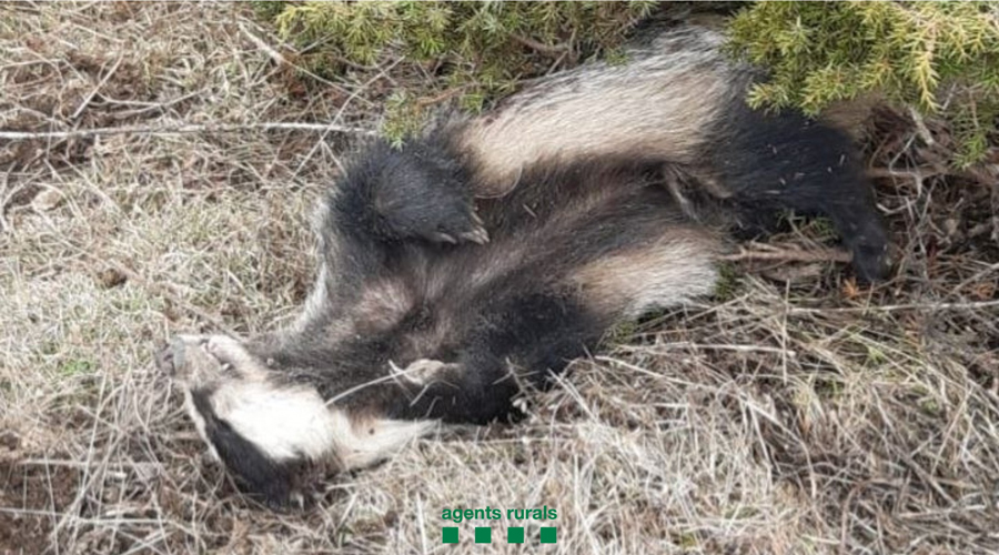 Imatge de l'exemplar de teixó localitzat sense vida en una àrea privada de caça de l'Alt Urgell (Foto: Agents Rurals)