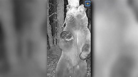 Un os captat en un parany fotogràfic