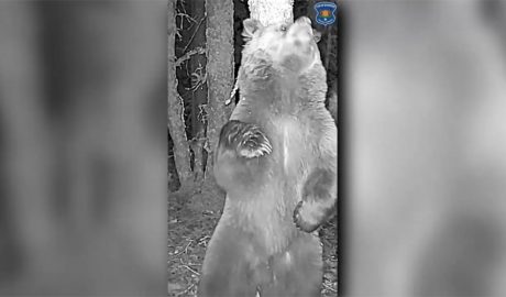 Un os captat en un parany fotogràfic