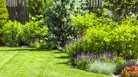 Arbustos en un jardí ben cuidat